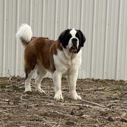 Saint Bernard puppies from Thunder Keg St. Bernards