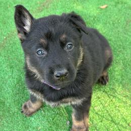 Purple - Black and tan female German Shepherd puppy in Winters, California from Vom Haefner German Shepherds