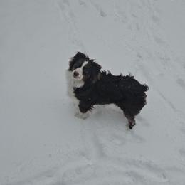 Australian Shepherd, Miniature American Shepherd, and Miniature Australian Shepherd All Grown Up from Spirited Aussies