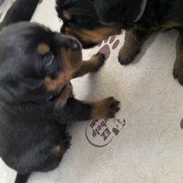 Rottweiler Puppies from Von Zak Kennels