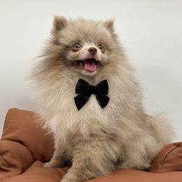 Valentino - Pomeranian