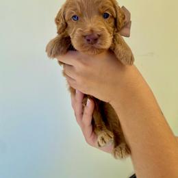 Hickory - Apricot male Goldendoodle puppy in Norcross, Georgia from Teddy Puppies