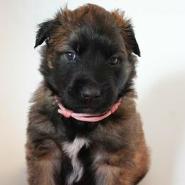 Arya - Fawn female Belgian Malinois puppy in Baltimore, Maryland from Abenteurer German Shepherds & Belgian Malinois