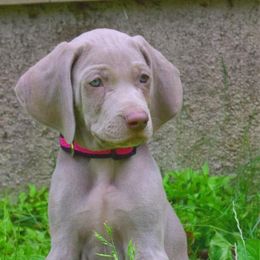 Weimaraner Puppies from Always Faithful Weimaraners