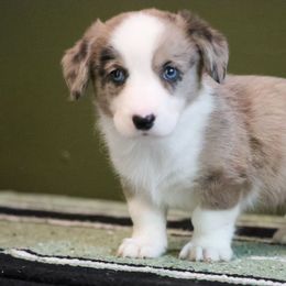 Carmel - Blue merle and white male American Corgi puppy in Plains, Montana from Diamond Corgis