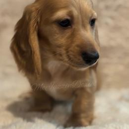 Boy 4 - Cream male Dachshund puppy in Chehalis, Washington from McJazzin Doxies