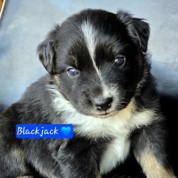 Blackjack - Black tri male Miniature Australian Shepherd puppy in Powell Butte, Oregon from Willow Lane Ranch