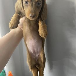 Dachshund Puppies from Dreaming of Dachshunds