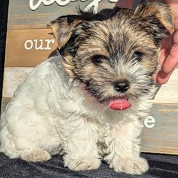 Yorkshire Terrier Puppies from Furever Love Yorkies