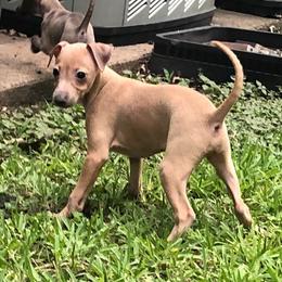 Italian Greyhound and Pekingese Puppies from Oremor's