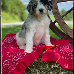 Aussiedoodle and Australian Shepherd Puppies from Dunroamin Farms Australian Shepherds and Aussiedoodles
