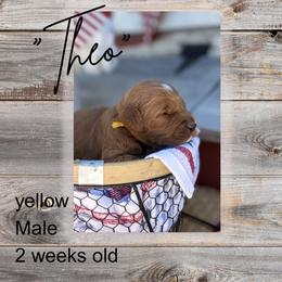 Theo - Red  male Goldendoodle puppy in Zeeland, Michigan from Dandelion Lane Doodles