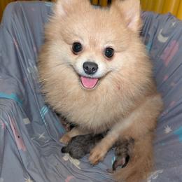 Mochi - Pomeranian