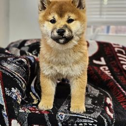 Boy 1 - Shiba Inu puppy in Jamestown, Tennessee from Royal Kennels