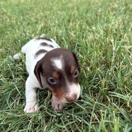 Grizzly - Piebald male Dachshund puppy in Hawley, Texas from Little e Dachshunds