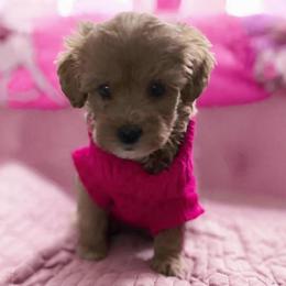 Velma - Red  female Goldendoodle puppy in Cumberland, Rhode Island from minigoldendoodlesofRI