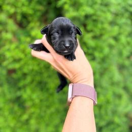 Gabby - Black female Labrador Retriever puppy in Richfield, Utah from Stormy River Retrievers