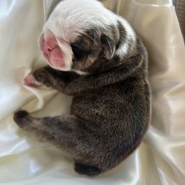 Bulldog Puppies from Alicia Miller