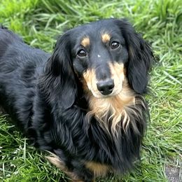 Artie - Dachshund