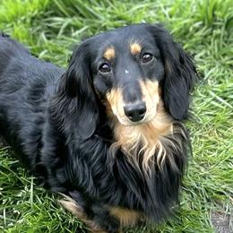 Artie - Dachshund