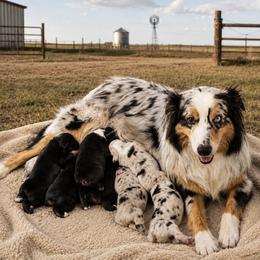 Glacier - Blue Merle Male - Blue merle male Australian Shepherd puppy in Hugo, Colorado from Frying Pan Ranch Australian Shepherds