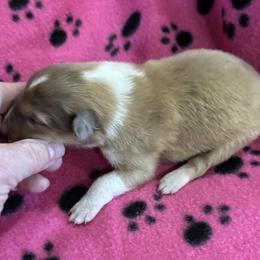 Girl 1 - Sable and white female Collie puppy in Bad Axe, Michigan from Collie Campo