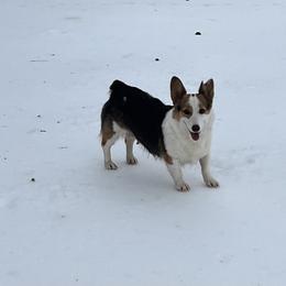 Wyn - Pembroke Welsh Corgi