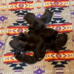 Reese's - Chocolate male Labrador Retriever puppy in Bandera, Texas from The Sugar & Spice Ranch Labrador Retrievers
