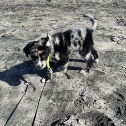 Border Collie, Golden Retriever, and Sporty Mix Puppies from Kreger's K9s