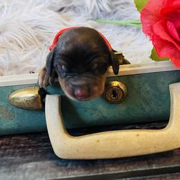 Dachshund and Poodle Puppies from Southbound Kennel