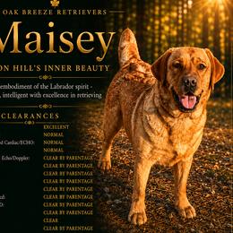 Maisey - Labrador Retriever