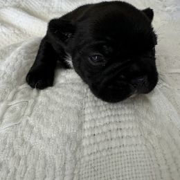 French Bulldog All Grown Up from Pipsters