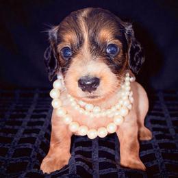 Minnie ( red sable piebald with ticking) - Piebald female Dachshund puppy in South Fulton, Tennessee from Stiles' Mini Doxies