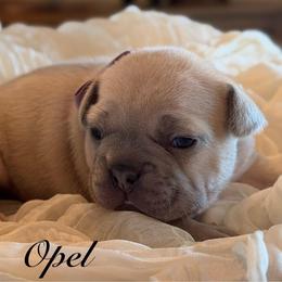 Opel - Blue fawn female French Bulldog puppy in Hudsonville, Michigan from Willow Farm