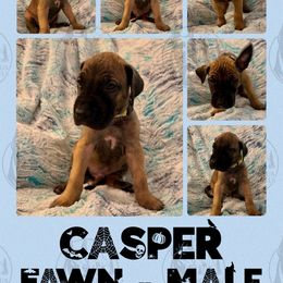 Casper - Fawn male Great Dane puppy in Longview, Texas from Noctua Kennels