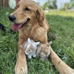 Bernese Mountain Dogs, Golden Mountain Dogs, and Golden Retrievers from Spraggins Sweet Acres