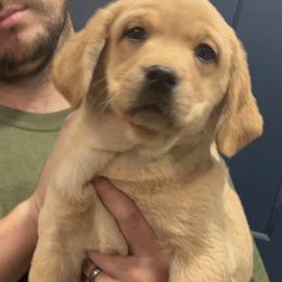 Firefly - Yellow female Labrador Retriever puppy in Morriston, Florida from Penny Lane Labradors