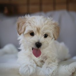 Marigold - Gold female Morkie puppy in Tucson, Arizona from Sun-Kissed Morkies