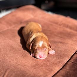 Praline - Apricot female Goldendoodle puppy in Pleasant Prairie, Wisconsin from Prairie Doodle Dogs