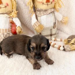 Girl 1 - female Dachshund puppy in Palestine, Texas from Oak tree Dachshunds
