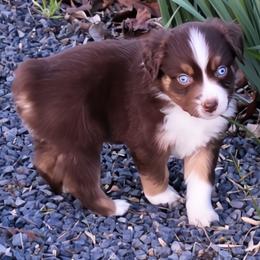 Red Tri Male One, Dark Copper Highlights, Blue Eyes - Red tri male Miniature Australian Shepherd puppy in Parma, Idaho from Arena Valley Acres