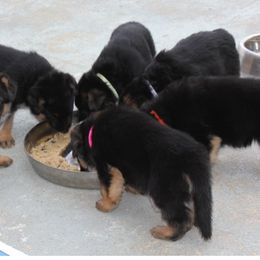 German Shepherd Puppies from Southern Creek (Vom Südlicher Bach) German Shepherds