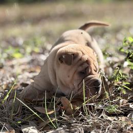 Lo'ak - Fawn male Chinese Shar-Pei puppy in Lehigh Acres, Florida from Florida Wrinkles