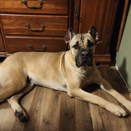 Ohana - Cane Corso