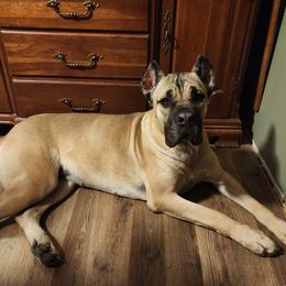 Ohana - Cane Corso