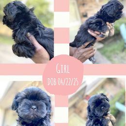 Girl 1 - Black and tan female Shih Tzu puppy in Lufkin, Texas from Shih Tzu Knots