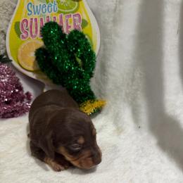 Smooth hair - Chocolate female Dachshund puppy in Pleasant Plains, Arkansas from JGBs Silver Spur Dachshunds