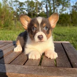 Naya (financing available) - Blue female Pembroke Welsh Corgi puppy in Inverness, Florida from Canaan Farm Corgis