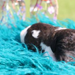 Molt - Brindle male Poodle puppy in Ephrata, Washington from NCR Ranch