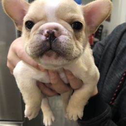 French Bulldog Puppies from Roughneck Frenchies